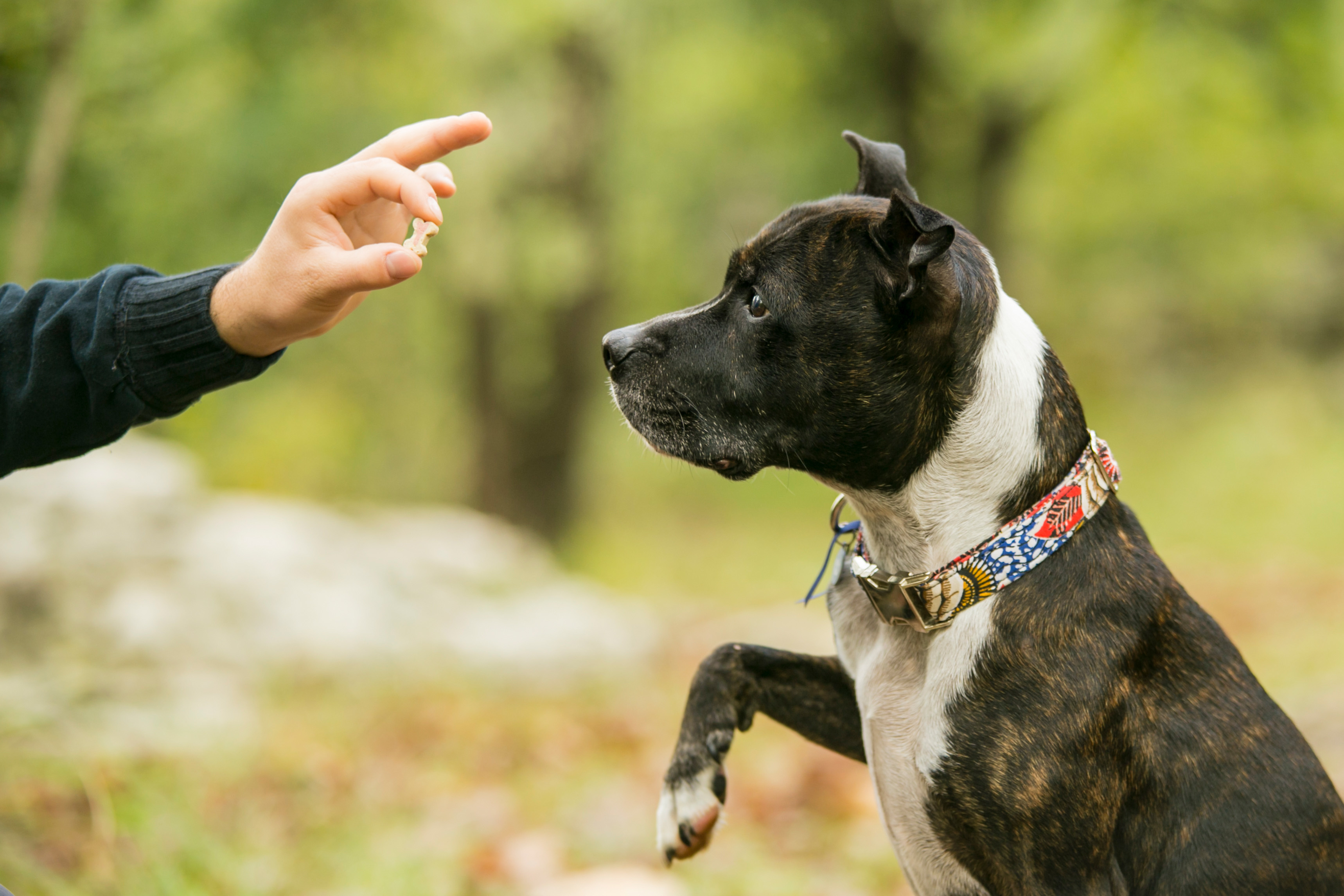 Friandises pour chien saines